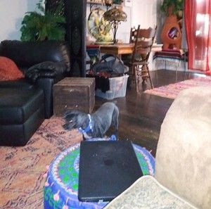 Meet your Posher, Wilma